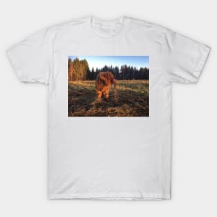 Scottish Highland Cattle Calf 1849 T-Shirt